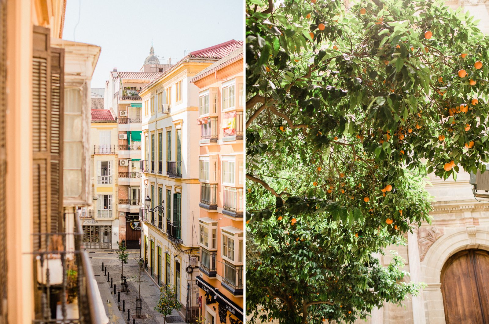 Malaga Spain, Orange Tree